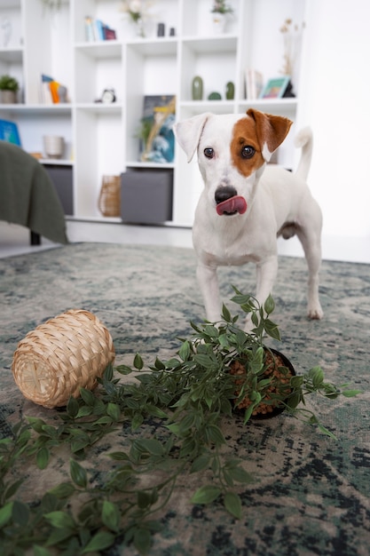 Cane che fa una messa con un vaso per piante a casa