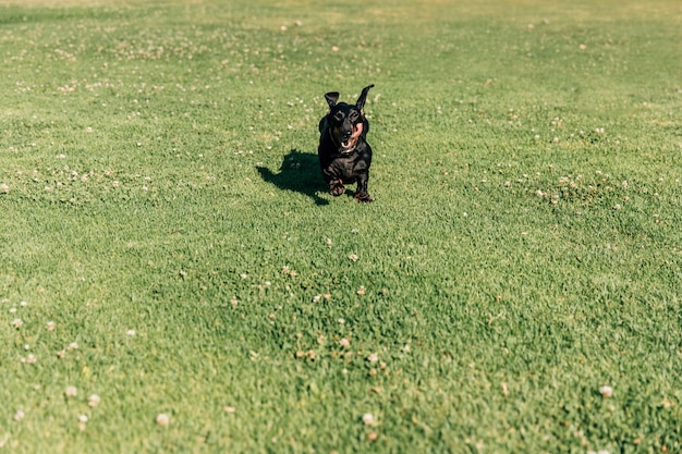 Cane che funziona sull&#39;erba verde