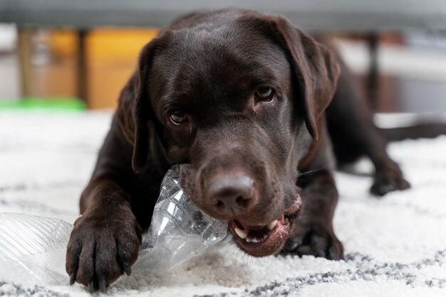 Cane che gioca in una casa sporca