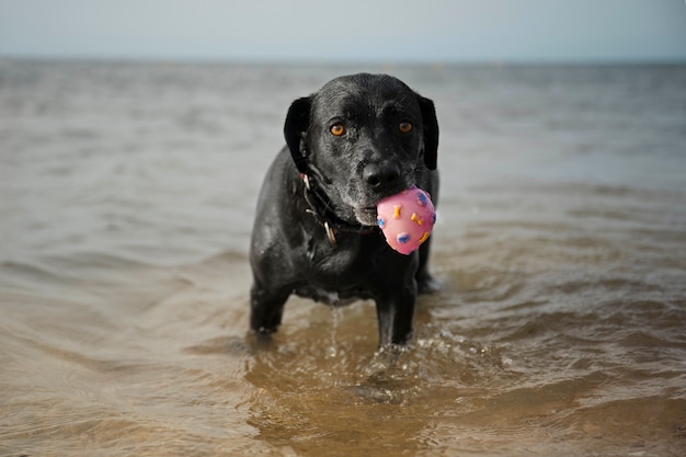 Cane che si diverte in spiaggia