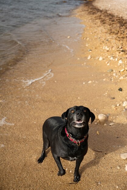 Cane che si diverte in spiaggia