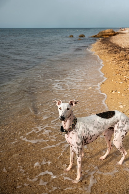 Cane che si diverte in spiaggia