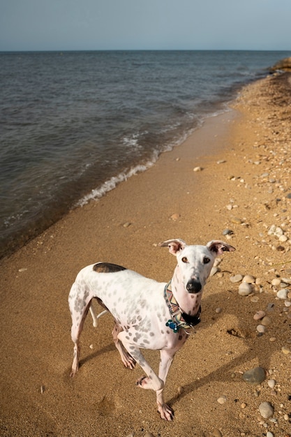 Cane che si diverte in spiaggia