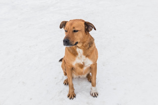 Cane che si siede sulla terra nevosa bianca