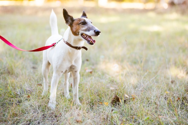 Cane che sta nel parco con il guinzaglio