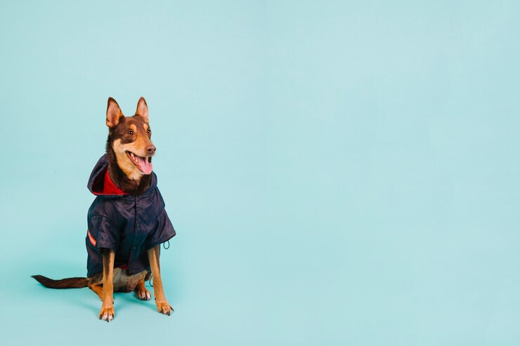 Foto gratuito cane con giacca antipioggia e copyspace