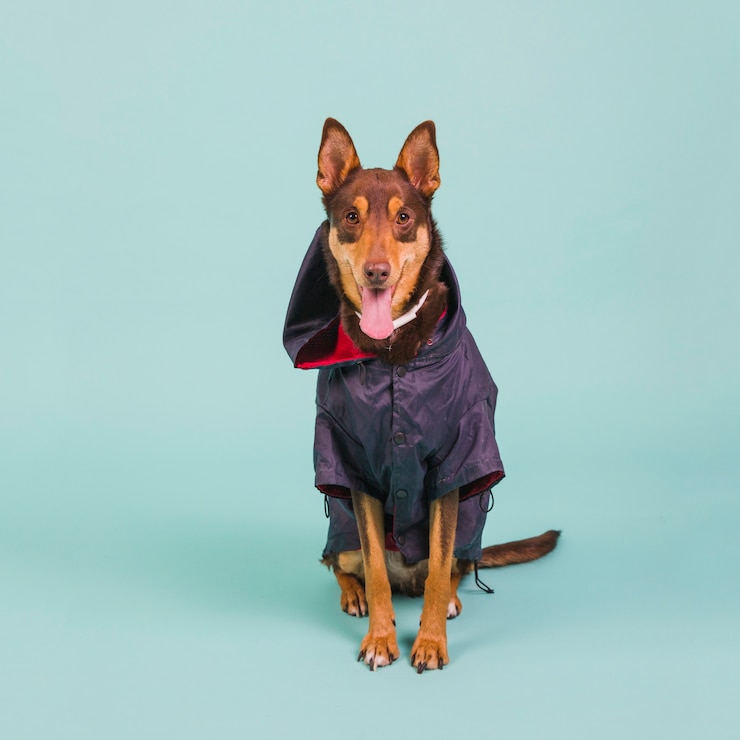 Foto gratuito cane con giacca antipioggia