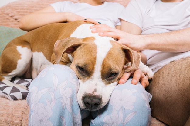 Cane con i proprietari durante la mattinata