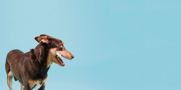 Cane con osso in bocca