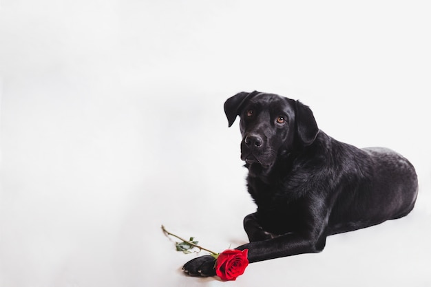 Cane con una rosa sulle zampe