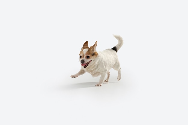 Cane da compagnia Chihuahua in fuga. Carino giocoso crema cagnolino marrone o animale domestico che gioca isolato sul muro bianco. Concetto di movimento, azione, movimento, amore per gli animali domestici. Sembra felice, felice, divertente.