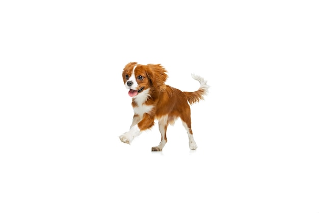 Cane da compagnia di razza King Charles Spaniel in movimento isolato su sfondo bianco per studio