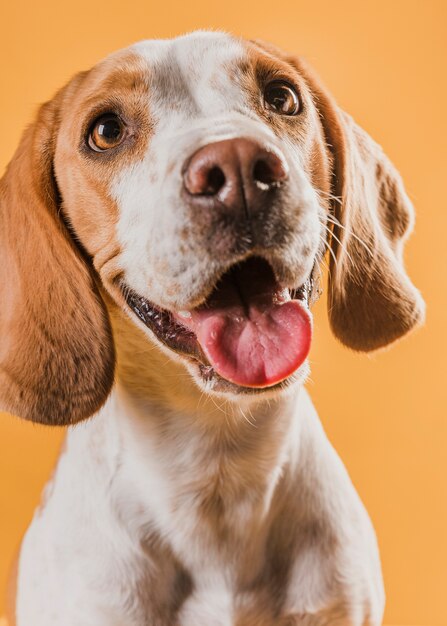 Cane del primo piano che attacca fuori la sua lingua