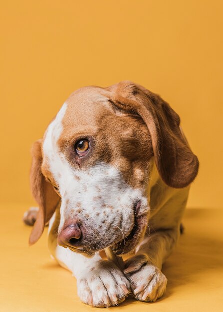 Cane del primo piano con i bei occhi che mangia un osso