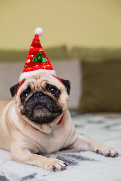 Cane di cucciolo sveglio del pug di Natale che porta il cappello rosso della santa