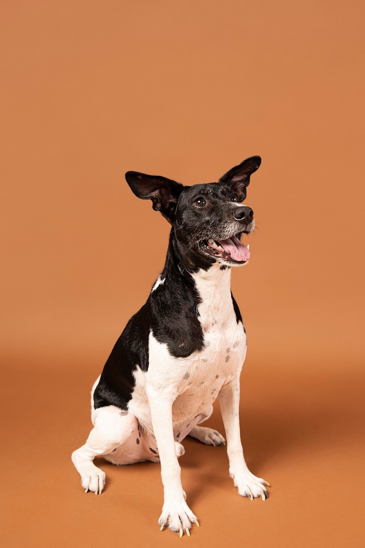 Foto gratuito cane di razza che è carino in uno studio
