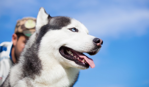 Cane di razza husky con la lingua fuori