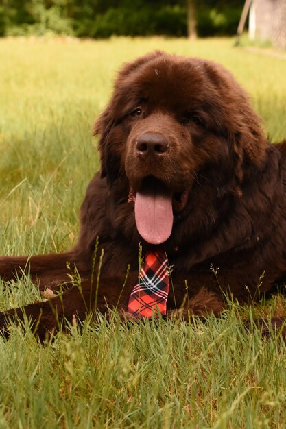 Cane di Terranova marrone di riposo carino che indossa una cravatta scozzese rossa che stabilisce.
