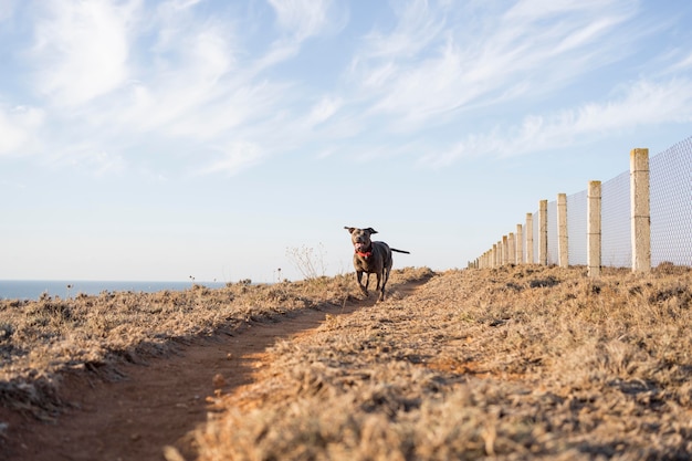 Cane di vista frontale che corre felice