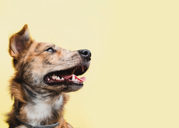 Cane di vista laterale che distoglie lo sguardo copia-spazio