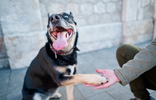 Cane divertente che dà zampa alla donna. concetto di amicizia di cane e umano