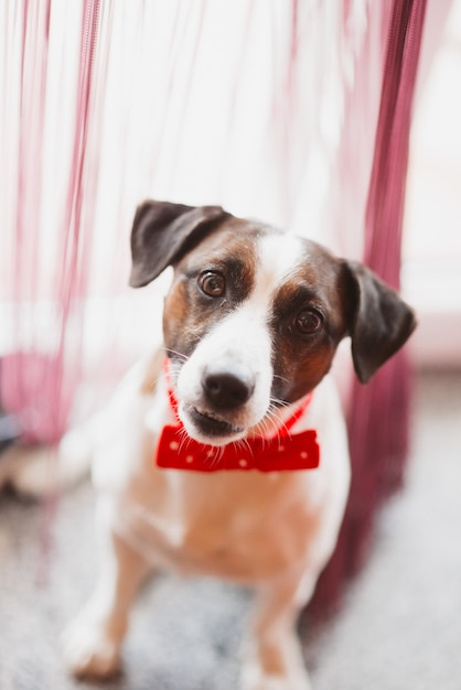 Cane divertente con il legame dell&#39;arco rosso