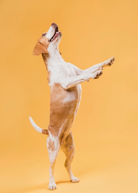 Cane divertente in piedi sulle zampe posteriori