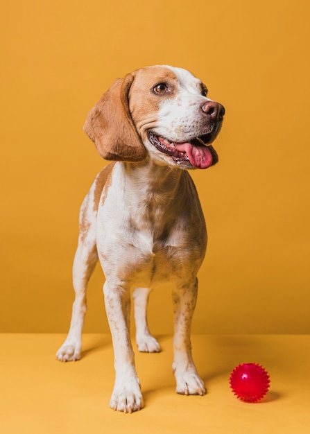 Cane felice che posa con una palla di gomma