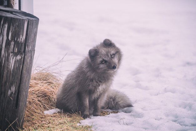 Cane grigio a pelo lungo seduto su un terreno coperto di neve