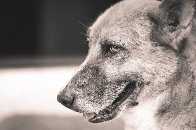 Cane guardando avanti