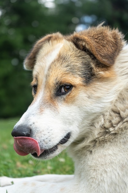 Cane himalayano bianco che riposa nell'ambiente naturale