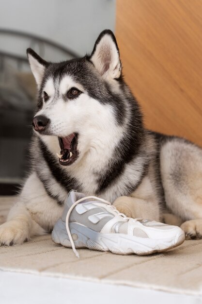 Cane husky che gioca con i lacci delle scarpe