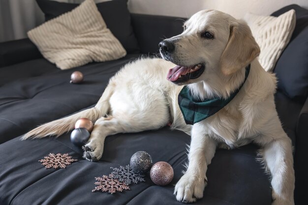 Cane labrador bianco sul divano tra l'arredamento di Natale