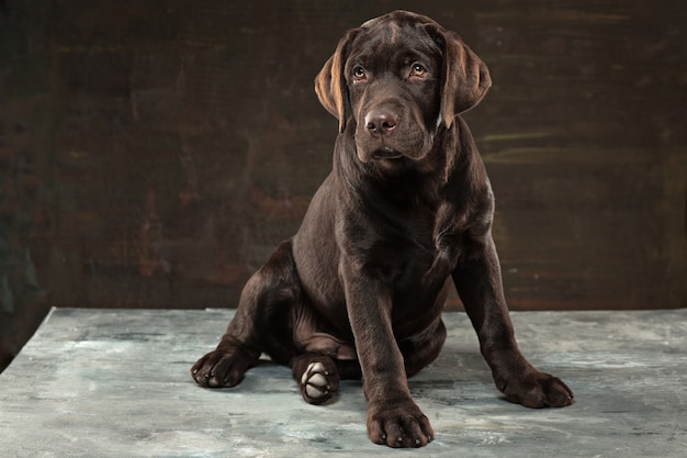 cane Labrador nero preso su uno sfondo scuro.