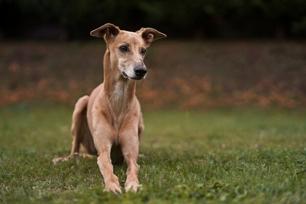 Cane levriero a tutto campo con sfondo sfocato