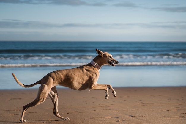 Cane levriero che corre sulla spiaggia