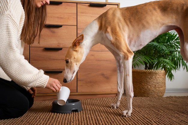 Cane levriero che mangia cibo a casa