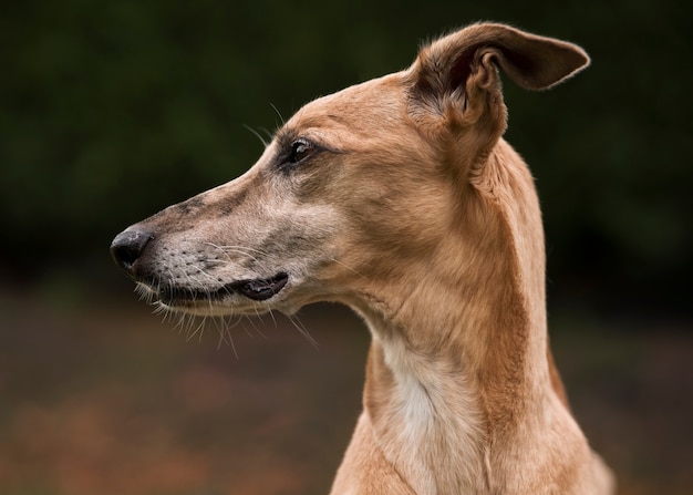 Cane levriero con sfondo sfocato