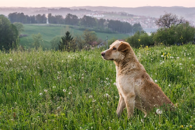 Cane marrone adorabile sveglio