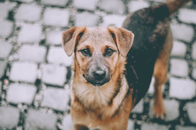 Cane marrone carino senzatetto