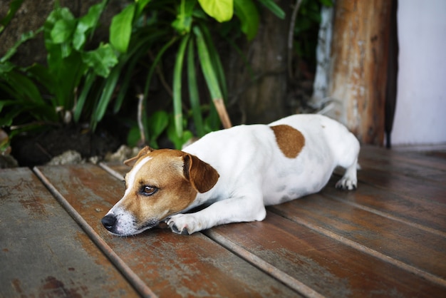 cane naso pedigree piccolo animale