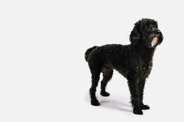 Cane nero adorabile che posa con il fondo bianco