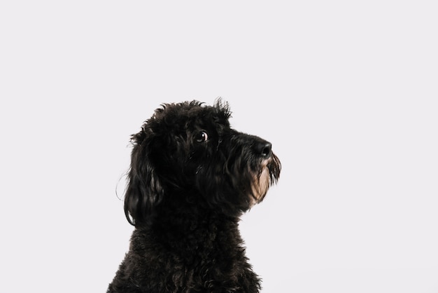 Cane nero adorabile che posa con il fondo bianco