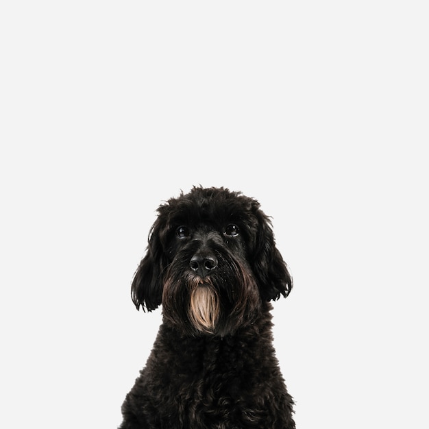 Cane nero adorabile che posa con il fondo bianco