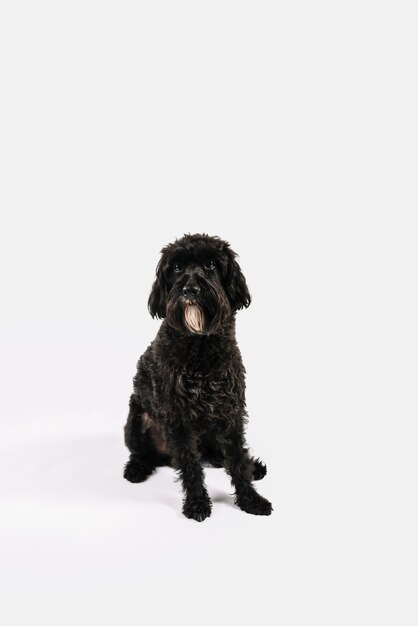 Cane nero adorabile che posa con il fondo bianco