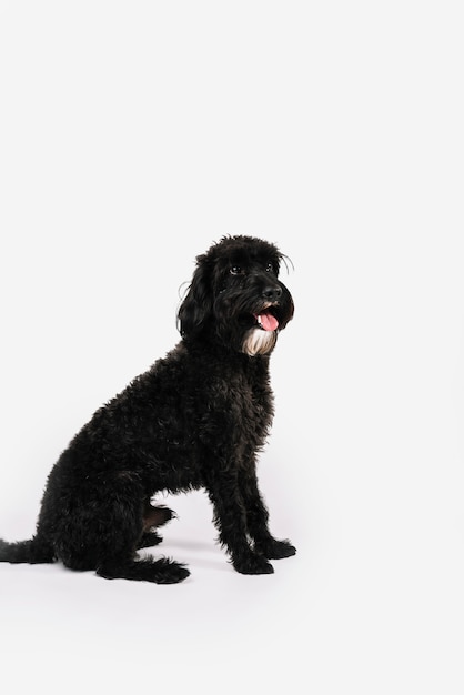 Cane nero adorabile che posa con il fondo bianco