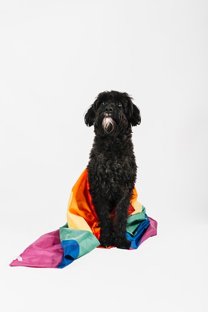 Cane nero adorabile che posa con il fondo bianco