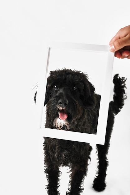 Cane nero adorabile che posa con il fondo bianco