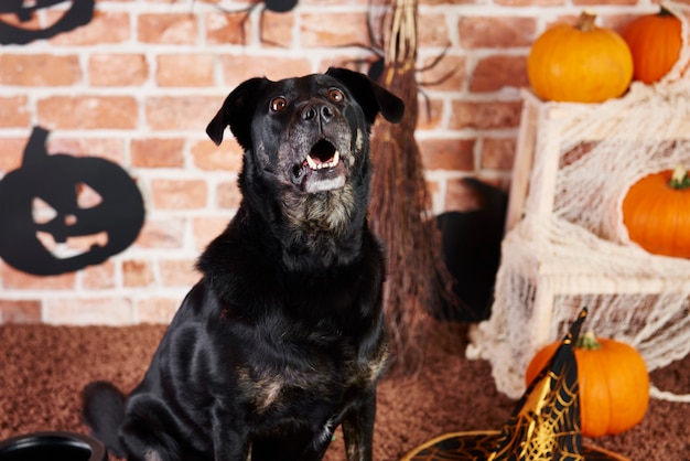 Cane nero che osserva in su e che abbaia