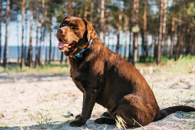 Cane nero divertendosi in spiaggia